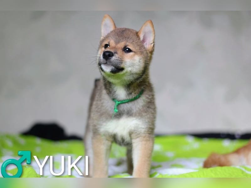 Wunderschöne Shiba-Inu-Welpen mit rotem Fell