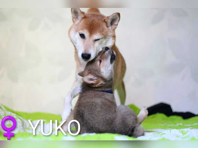 Wunderschöne Shiba-Inu-Welpen mit rotem Fell