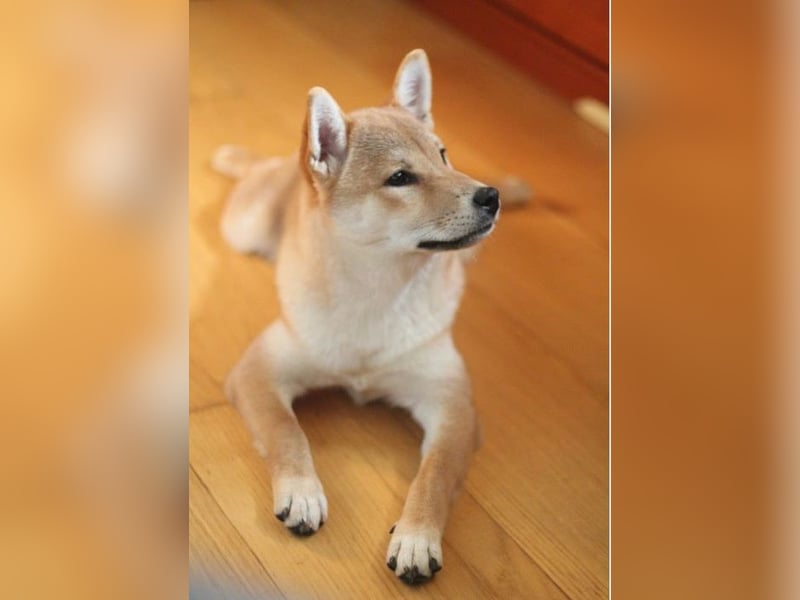 MEI Schöne rote Shiba inu Welpe   mit FCI dokumenten