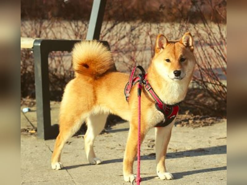 AMANE hübsche Hündin der Rasse SHIBA INU mit rotem Fell mit FCI dokumenten