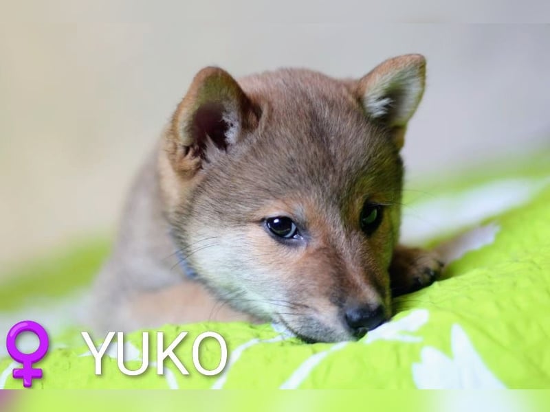 Wunderschöne Shiba-Inu-Welpen mit rotem Fell