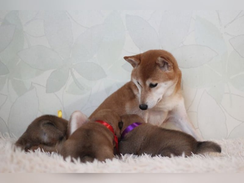 AYA, AMI, AMANE SHIBA INU WELPEN mit FCI dokumenten