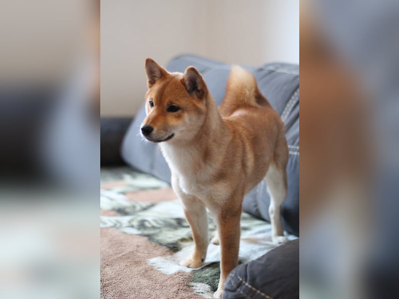 AMANE hübsche Hündin der Rasse SHIBA INU mit rotem Fell mit FCI dokumenten