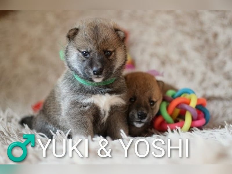 Wunderschöne Shiba-Inu-Welpen mit rotem Fell