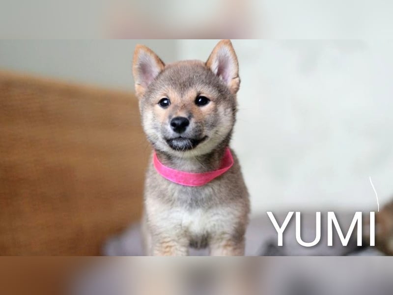 Wunderschöne Shiba-Inu-Welpen mit rotem Fell