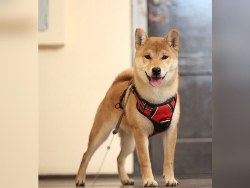 MEI Schöne rote Shiba inu Welpe   mit FCI dokumenten