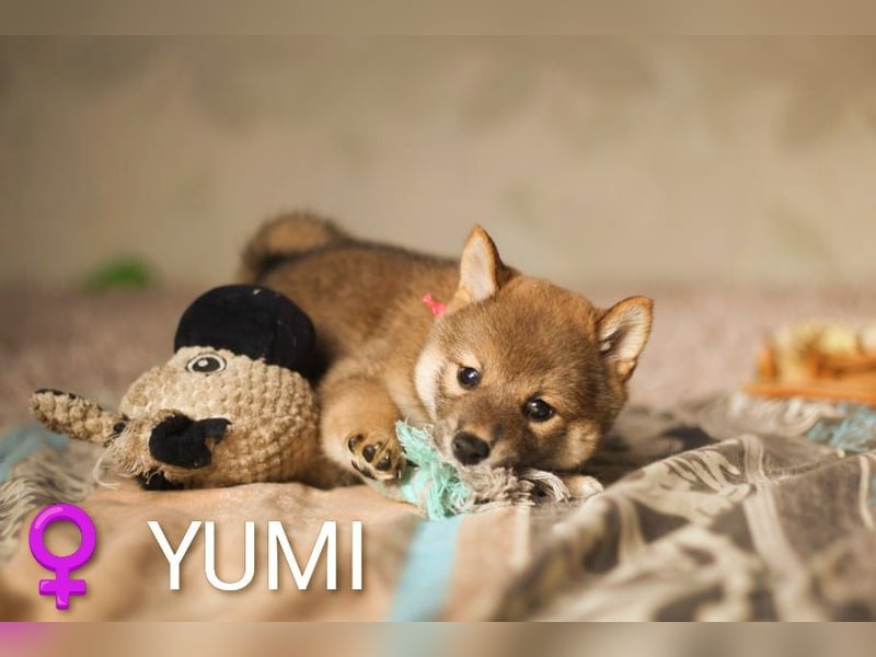 YUMI hübsche Hündin der Rasse SHIBA INU
