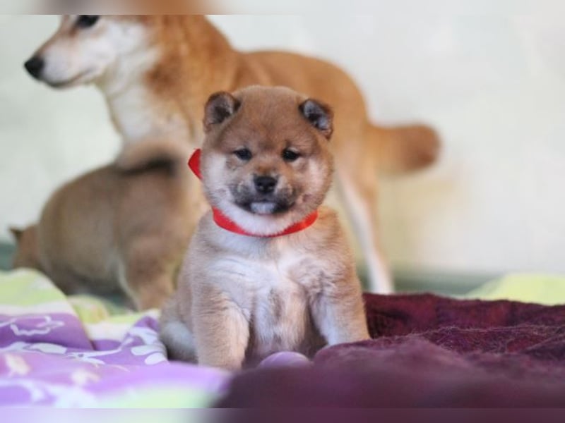 AYA, AMI, AMANE SHIBA INU WELPEN mit FCI dokumenten