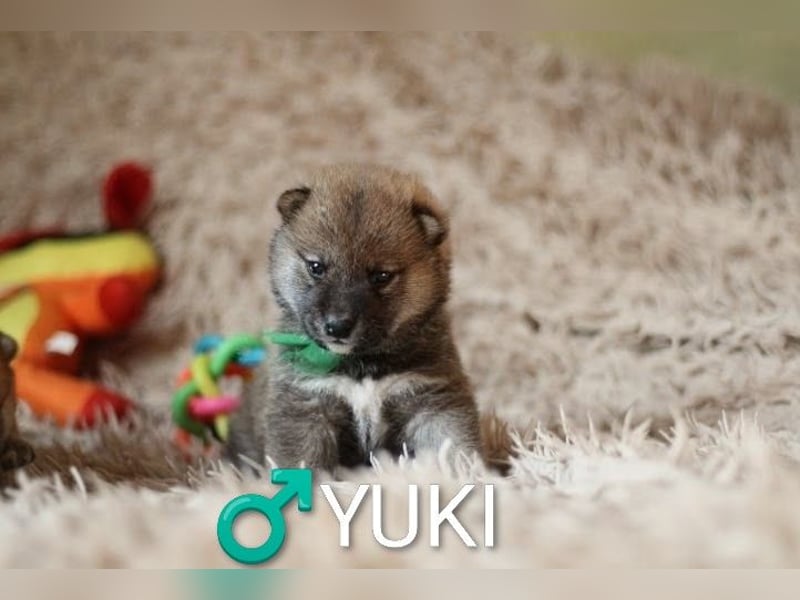 Wunderschöne Shiba-Inu-Welpen mit rotem Fell
