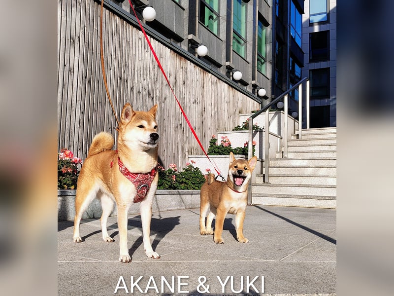 YUKI/Shiba Inu/ Rüde