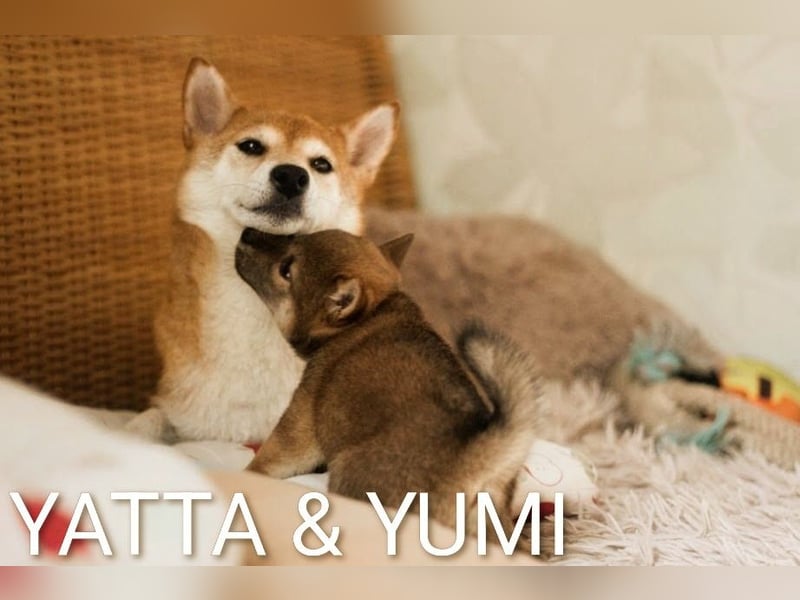 YUMI hübsche Hündin der Rasse SHIBA INU