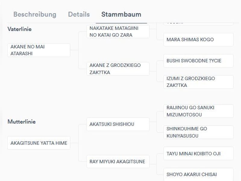 AMANE hübsche Hündin der Rasse SHIBA INU mit rotem Fell mit FCI dokumenten