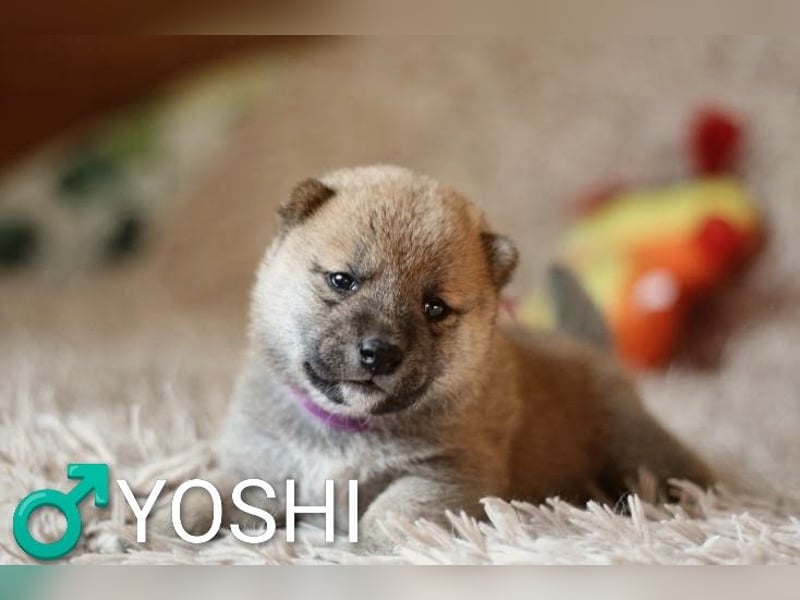Wunderschöne Shiba-Inu-Welpen mit rotem Fell