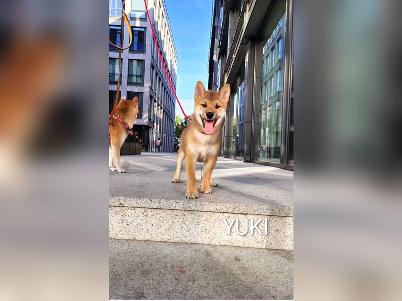 Wunderschöne Shiba-Inu-Welpen mit rotem Fell