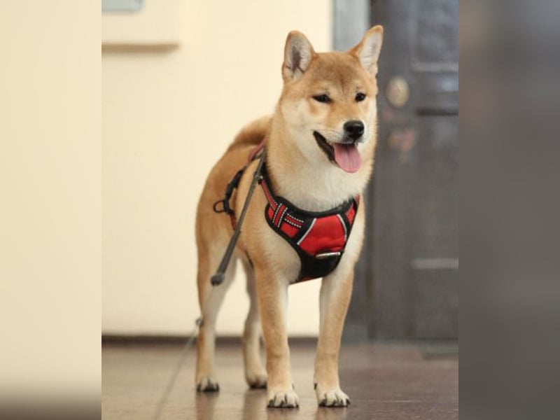 MEI Schöne rote Shiba inu Welpe   mit FCI dokumenten