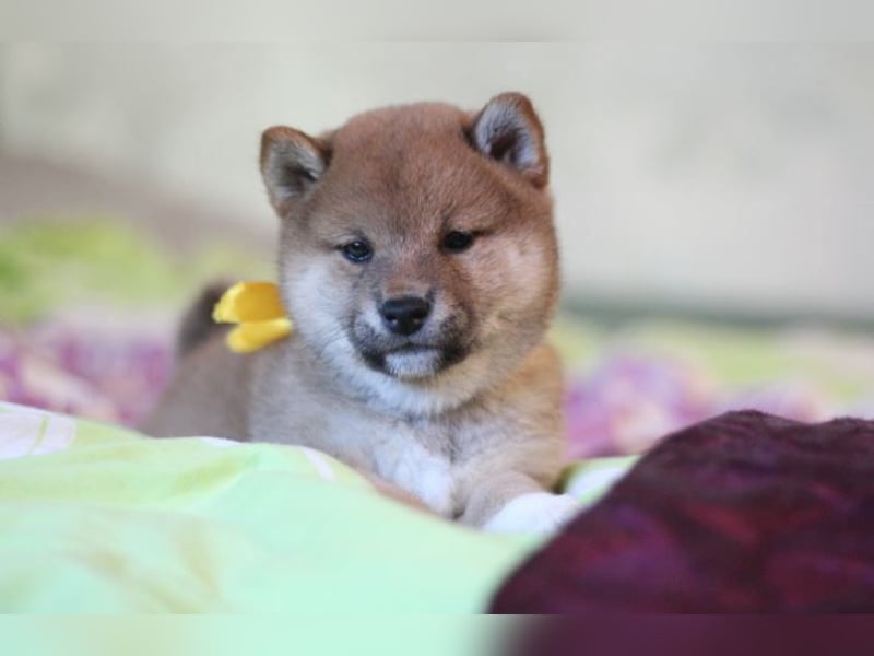 AYA, AMI, AMANE SHIBA INU WELPEN mit FCI dokumenten
