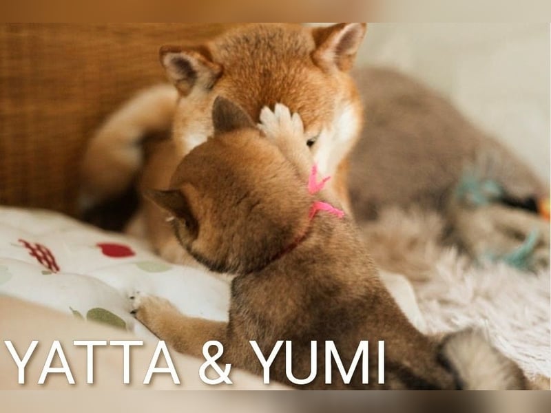 YUMI hübsche Hündin der Rasse SHIBA INU