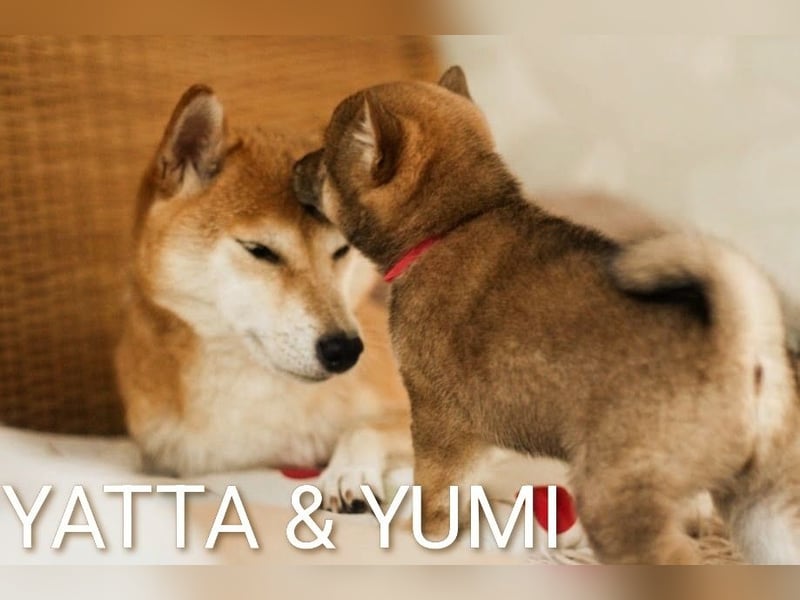 YUMI hübsche Hündin der Rasse SHIBA INU