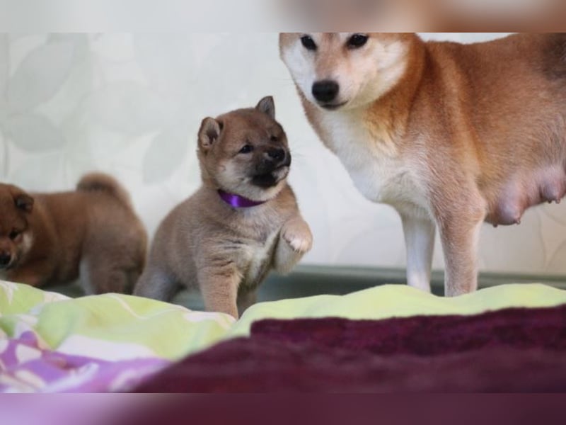 AYA, AMI, AMANE SHIBA INU WELPEN mit FCI dokumenten