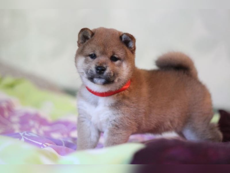 AYA, AMI, AMANE SHIBA INU WELPEN mit FCI dokumenten