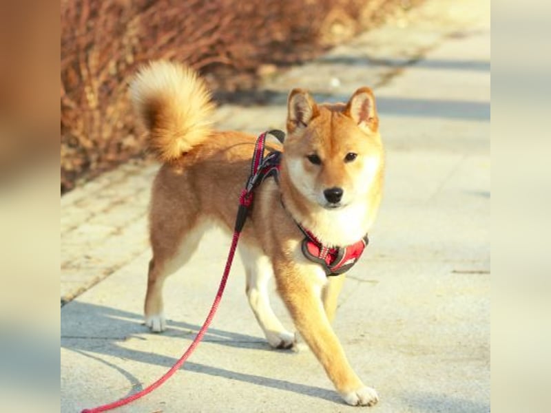 AMANE hübsche Hündin der Rasse SHIBA INU mit rotem Fell mit FCI dokumenten