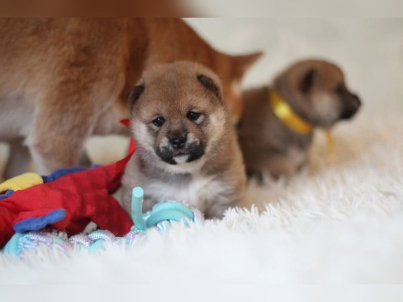 AYA, AMI, AMANE SHIBA INU WELPEN mit FCI dokumenten