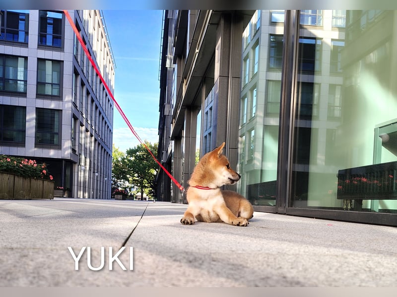 YUKI/Shiba Inu/ Rüde