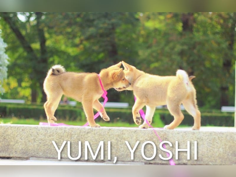 YUMI hübsche Hündin der Rasse SHIBA INU