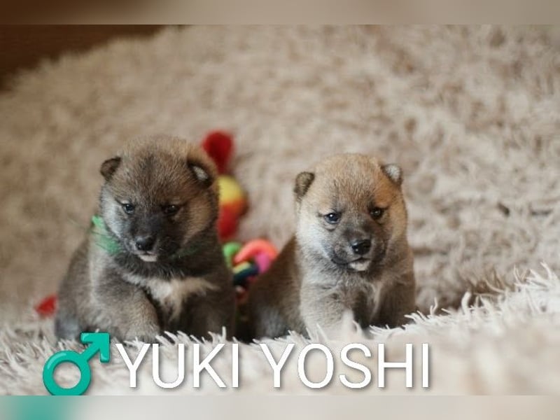 Wunderschöne Shiba-Inu-Welpen mit rotem Fell