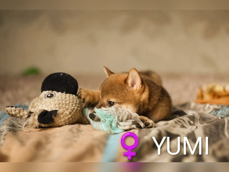 YUMI hübsche Hündin der Rasse SHIBA INU
