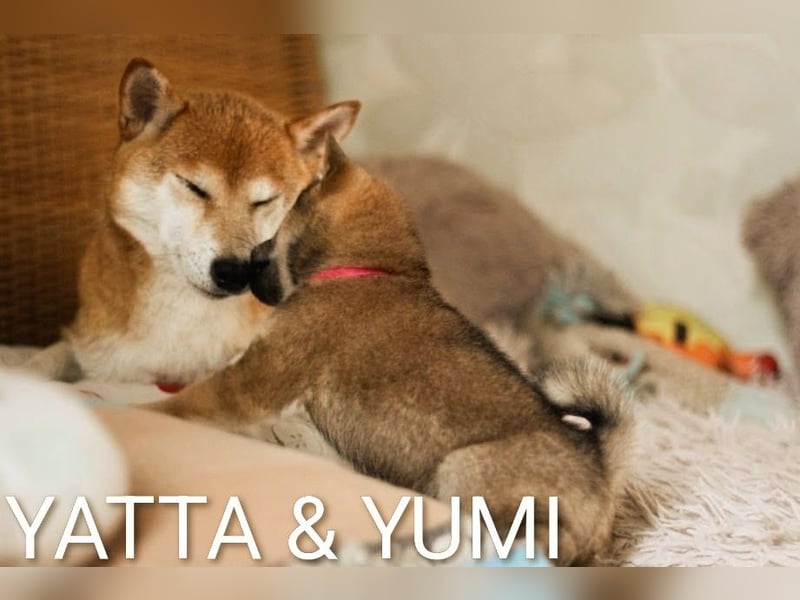 YUMI hübsche Hündin der Rasse SHIBA INU