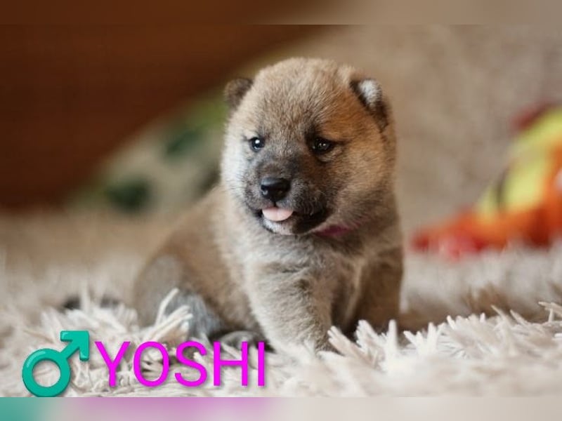 Wunderschöne Shiba-Inu-Welpen mit rotem Fell