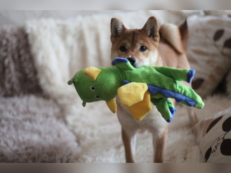 MEI Schöne rote Shiba inu Welpe   mit FCI dokumenten