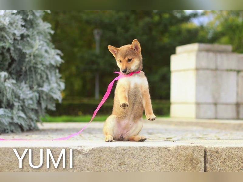 YUMI hübsche Hündin der Rasse SHIBA INU