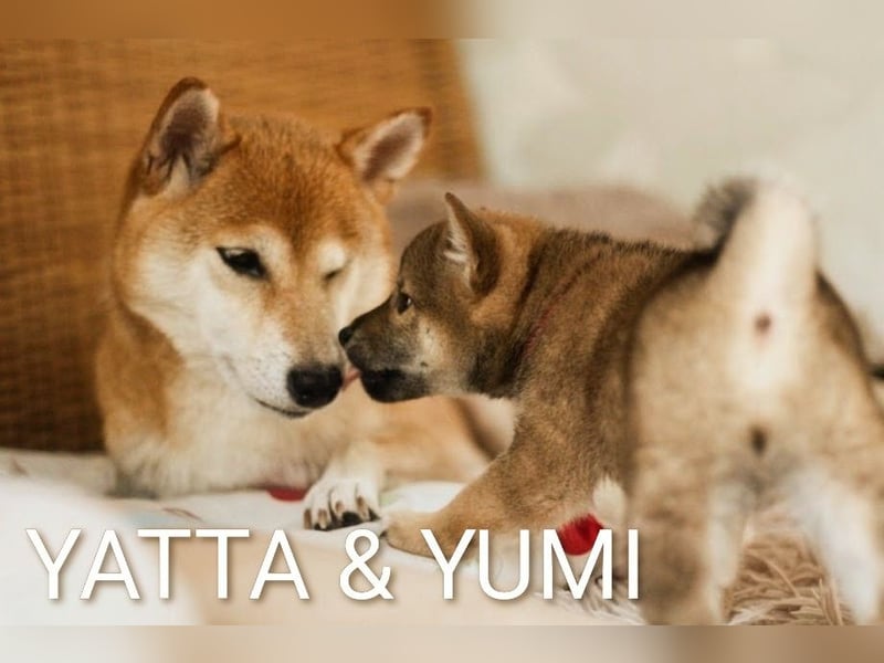 YUMI hübsche Hündin der Rasse SHIBA INU