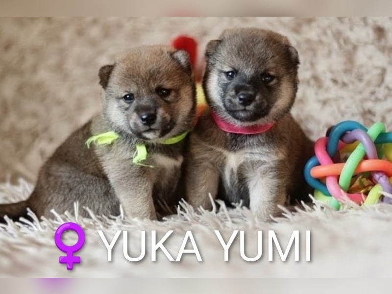Wunderschöne Shiba-Inu-Welpen mit rotem Fell