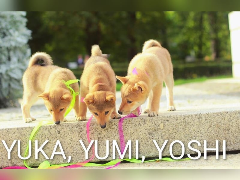 YUMI hübsche Hündin der Rasse SHIBA INU