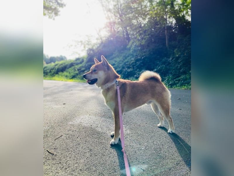 Super schöne Shiba Inu Hündin