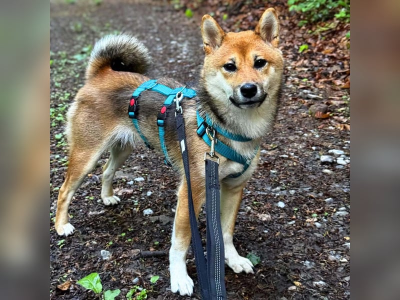 Yukki - ein Wirbelwind