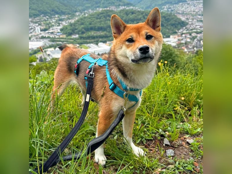 Yukki - ein Wirbelwind