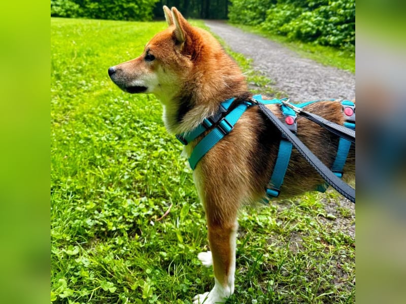 Yukki - ein Wirbelwind