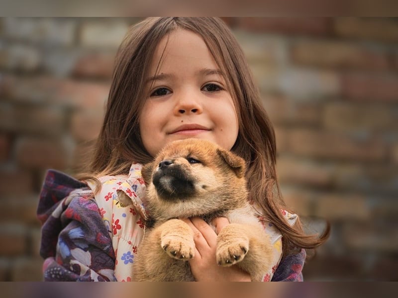 Shiba inu puppies FCI pedigree