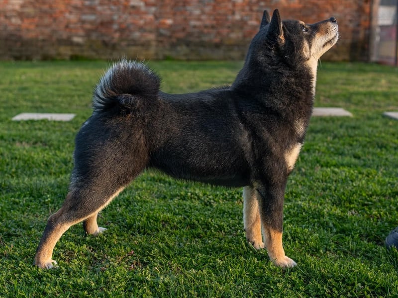 Shiba inu puppies FCI pedigree