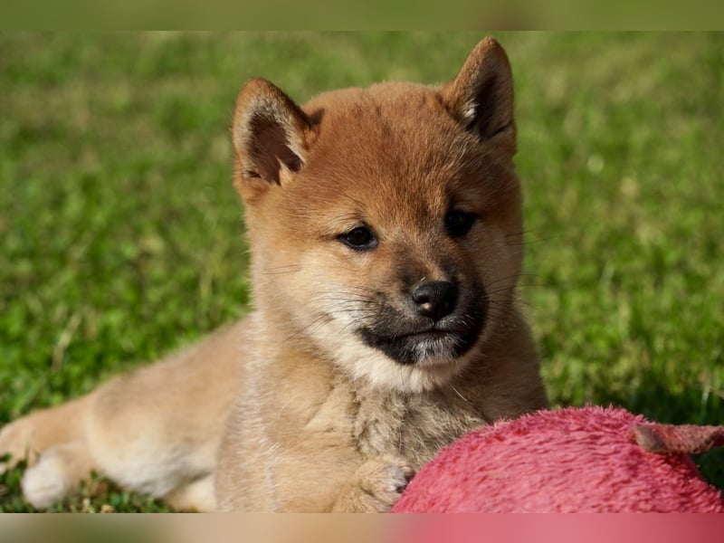 Shiba inu puppies FCI pedigree