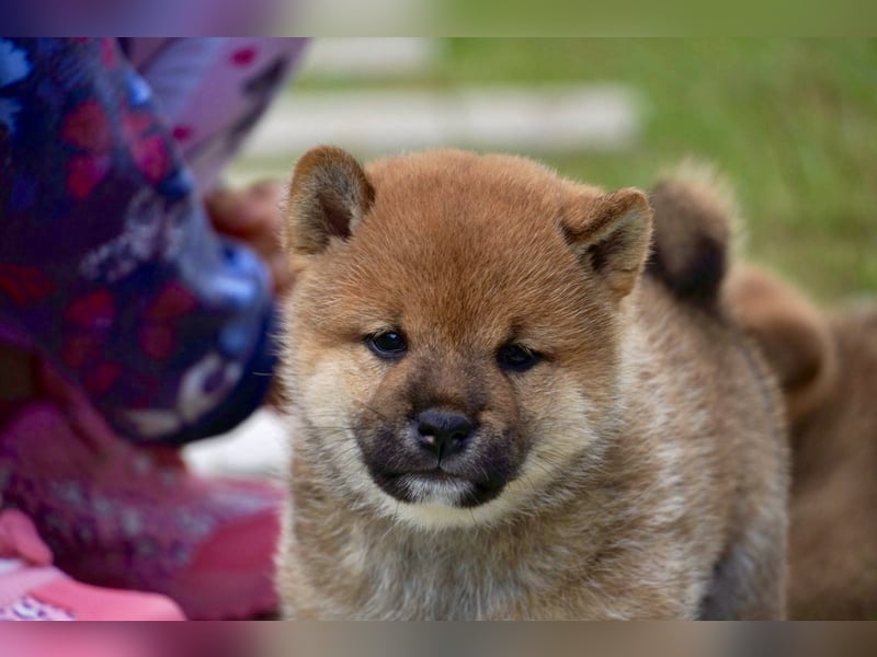 Shiba inu puppies FCI pedigree