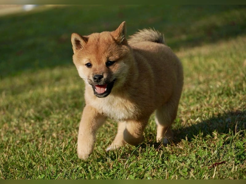 Shiba inu puppies FCI pedigree