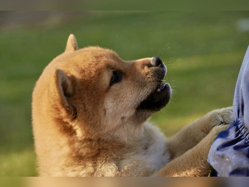 Shiba inu puppies FCI pedigree