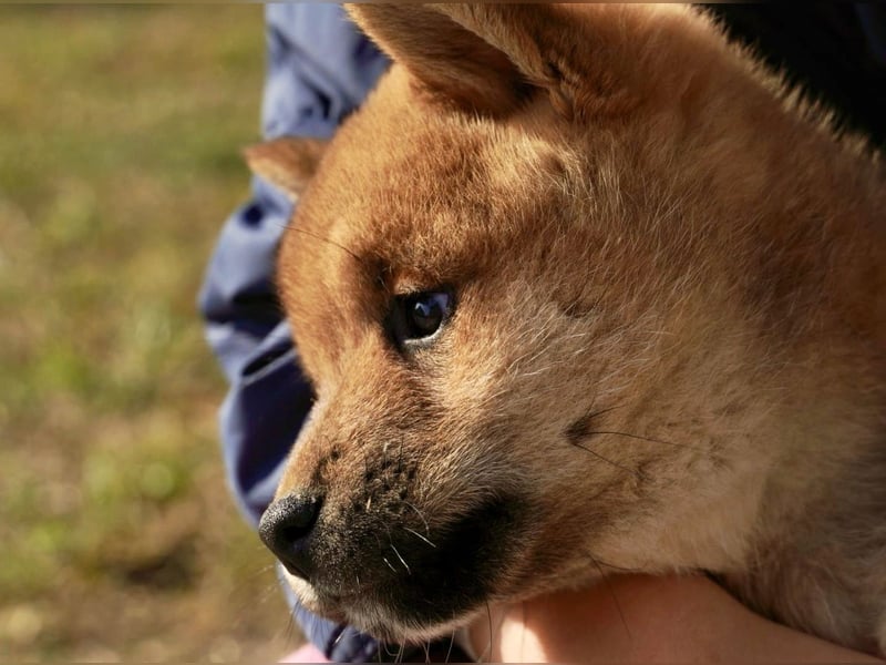 Shiba inu puppies FCI pedigree