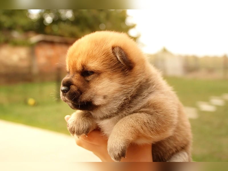 Shiba inu puppies FCI pedigree