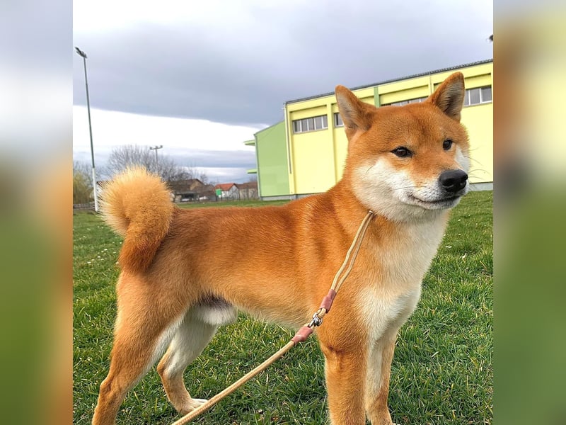 Shiba inu puppies FCI pedigree